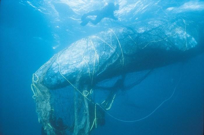 A powerful underwater shot of a plastic straw lodged in the